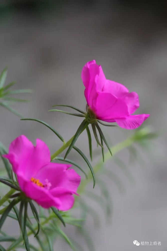 太阳花 一只性喜趋光 另一只偏爱阴凉 腾讯新闻