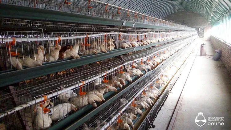 慢性呼吸道疾病|秋天温差大，鸡群易患什么病？！这里教你提前预防！