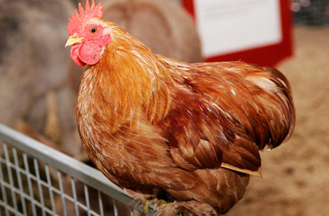 养殖户|取消活禽市场交易，活禽养殖业如何发展？养殖户别发愁，有办法！