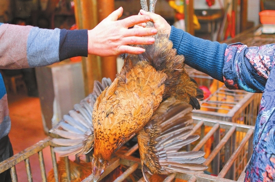 养殖户|取消活禽市场交易，活禽养殖业如何发展？养殖户别发愁，有办法！