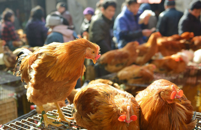 养殖户|取消活禽市场交易，活禽养殖业如何发展？养殖户别发愁，有办法！