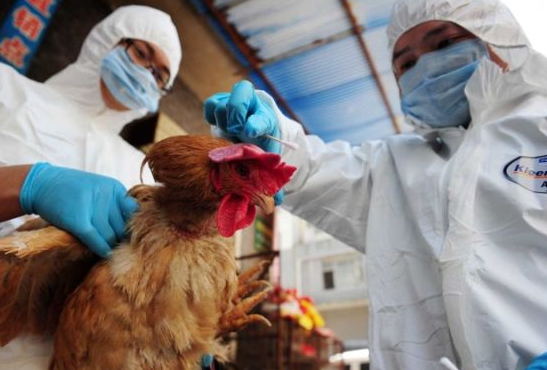 养殖户|取消活禽市场交易，活禽养殖业如何发展？养殖户别发愁，有办法！