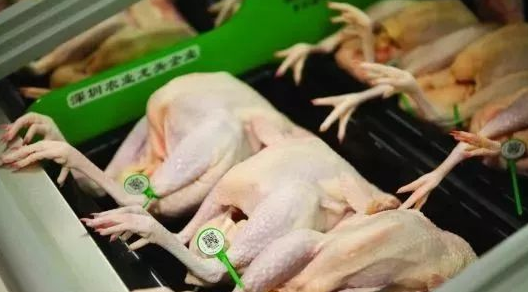 养殖户|取消活禽市场交易，活禽养殖业如何发展？养殖户别发愁，有办法！