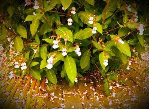 李煜|李煜病中写下一诗，道尽一生悲凉，仅开篇两句，便催人泪下