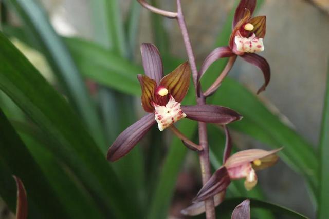 墨兰 cymbidium sinense(新闻来源:中国野生植物保护协会微信公众号