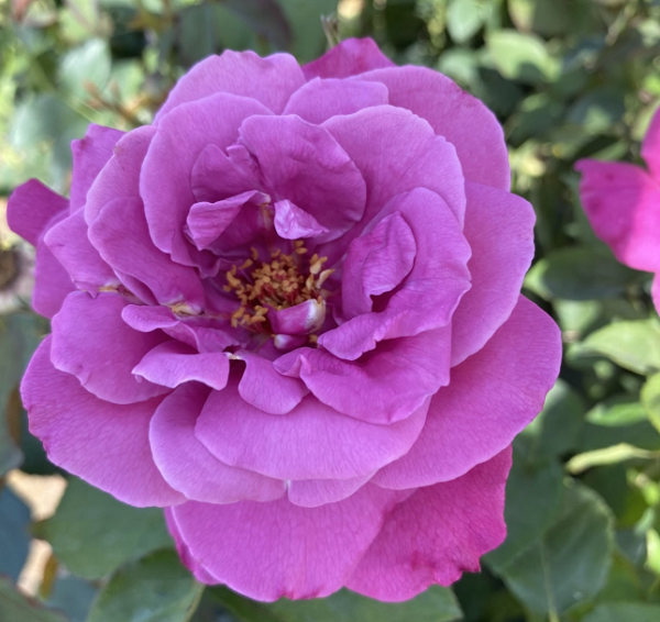 关于月季你不知道的二三事