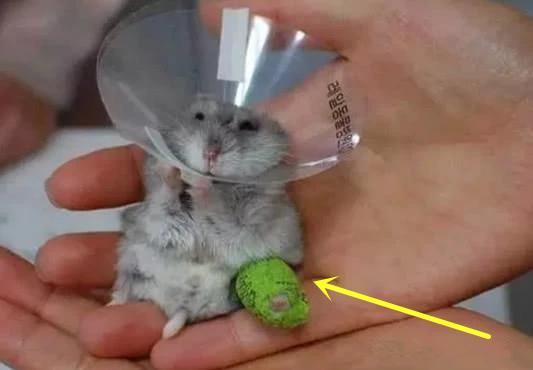 同一个世界同一只仓鼠,这只仓鼠也是把自己腿弄瘸了,不过铲屎官贴心地