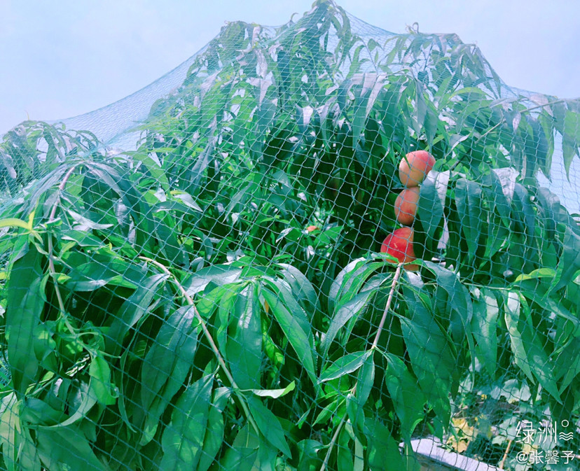 张馨予|张馨予晒出自家丰收的桃子，没想到脸比桃子还粉嫩，看到侧颜心动了