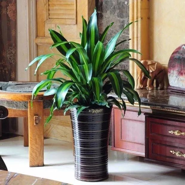 吸甲醛超强的十五种植物,新房必备,家里养几盆,毒气一扫光,清雅又健康