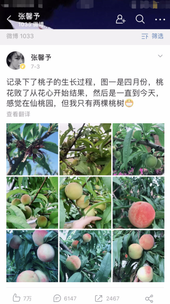 张馨予|张馨予晒出自家丰收的桃子，没想到脸比桃子还粉嫩，看到侧颜心动了