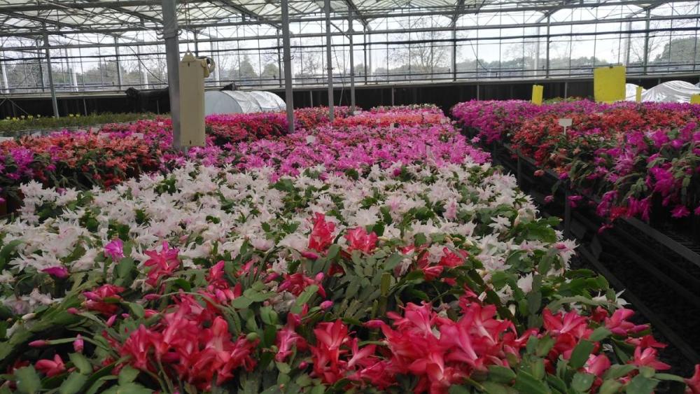 蟹爪兰|宁波产蟹爪兰诞生记