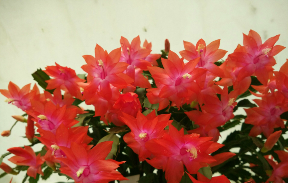 蟹爪兰|宁波产蟹爪兰诞生记