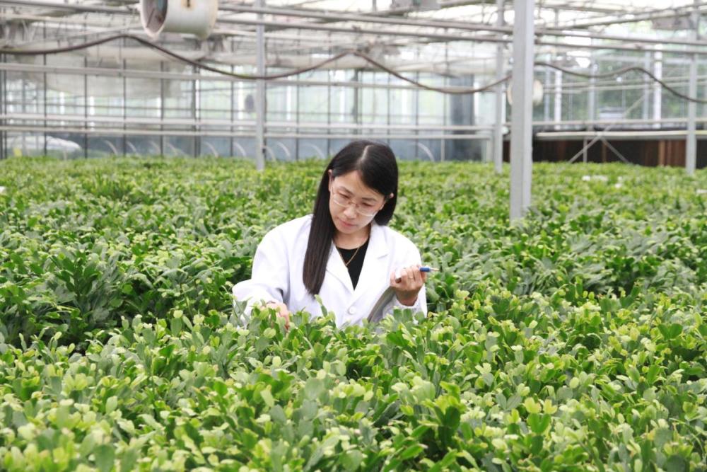 蟹爪兰|宁波产蟹爪兰诞生记