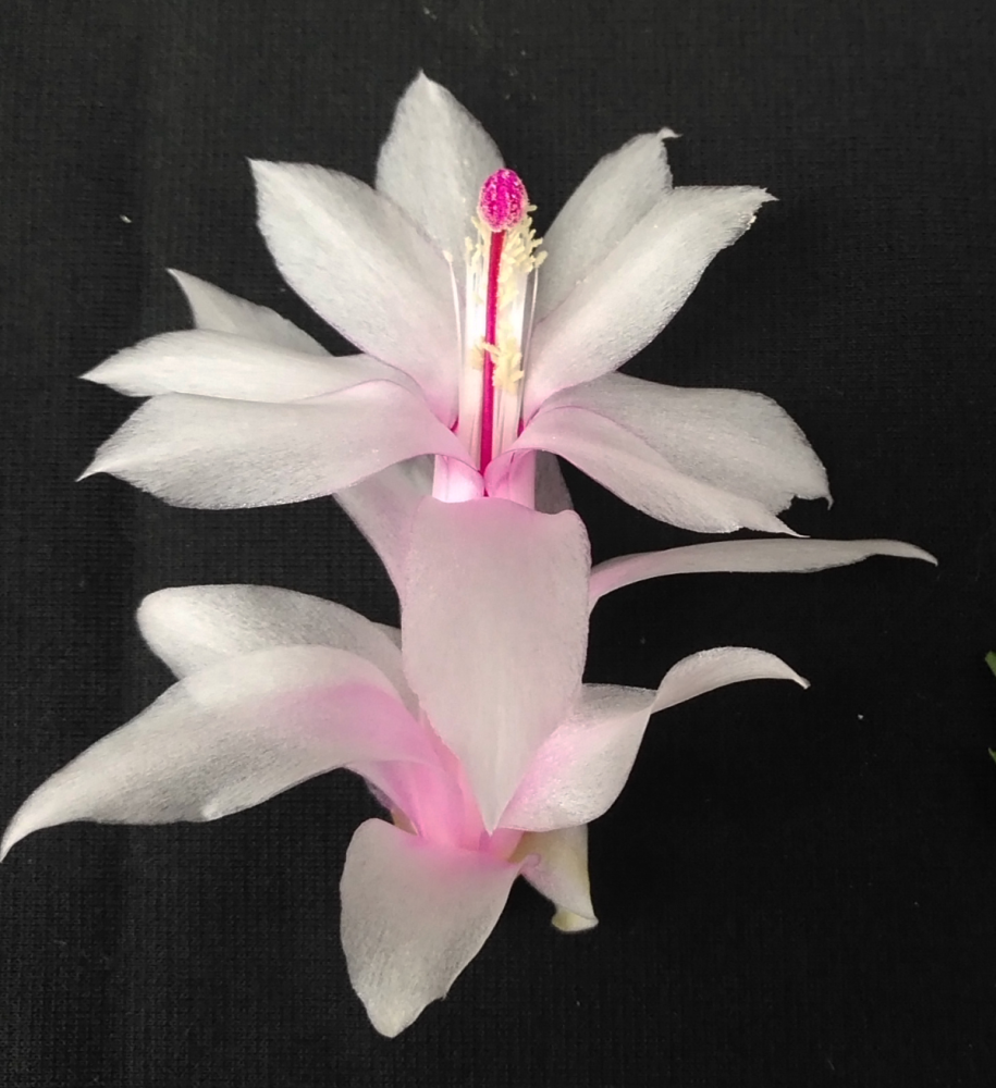 蟹爪兰|宁波产蟹爪兰诞生记