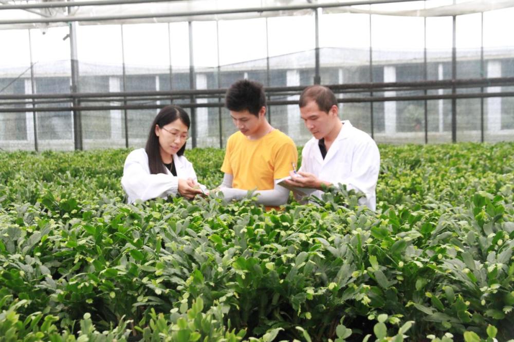 蟹爪兰|宁波产蟹爪兰诞生记