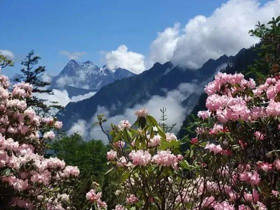 高山上的盛夏花季 轿子雪山杜鹃开 腾讯新闻