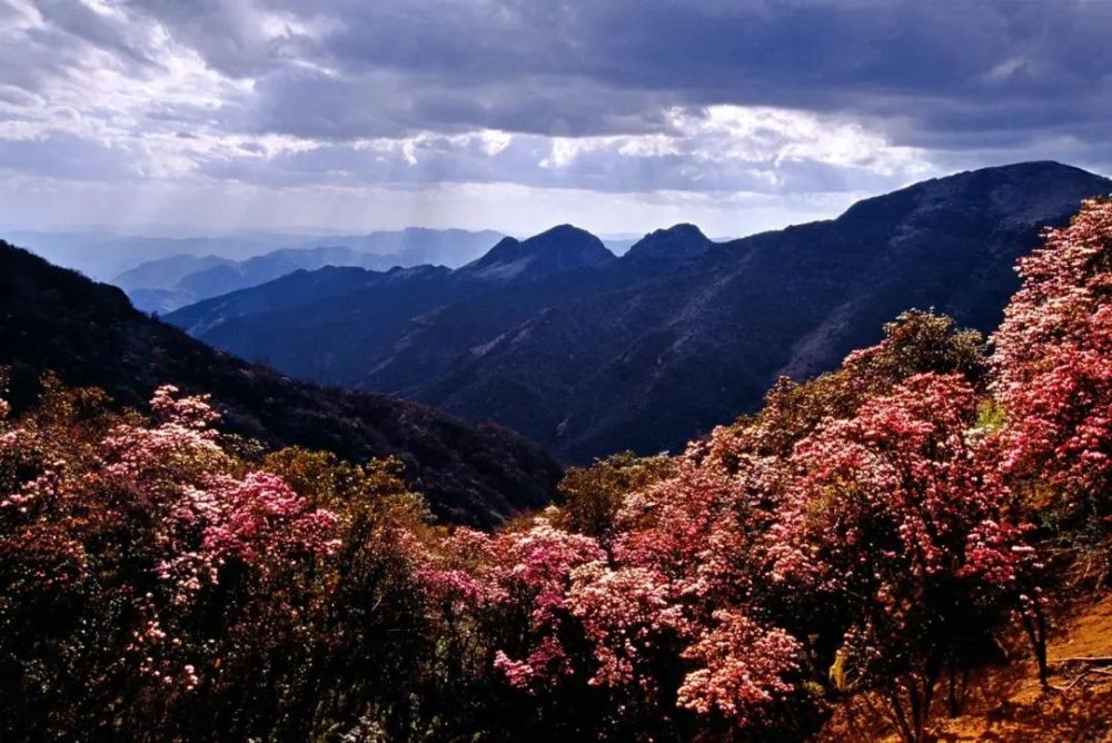 高山上的盛夏花季 轿子雪山杜鹃开 腾讯新闻