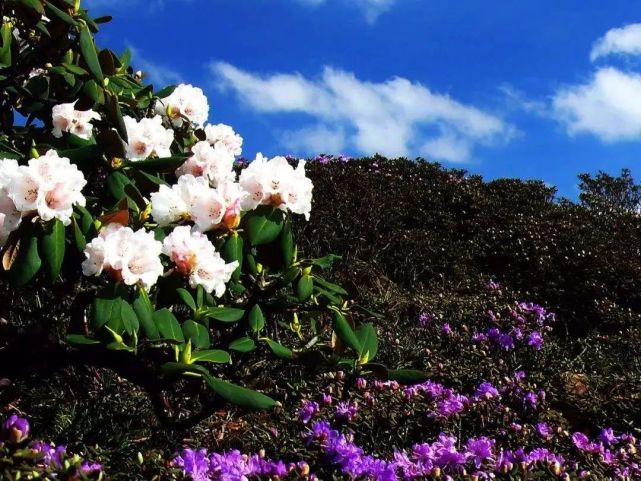 高山上的盛夏花季轿子雪山杜鹃开
