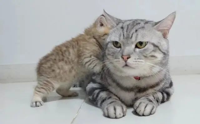 小奶猫想上厕所 不料猫砂被同伴占了 委屈巴巴看主人 你管管它 腾讯新闻