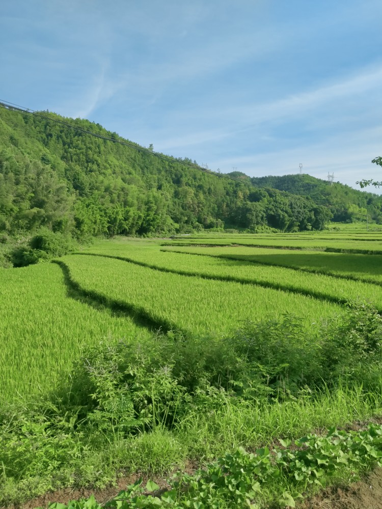 江西省贛州市贛縣區沙地鎮五龍村,一個未被工業汙染的偏遠山村!