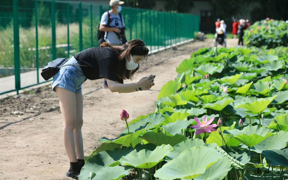 圆明园|圆明园沉睡百年古莲有了“莲二代”