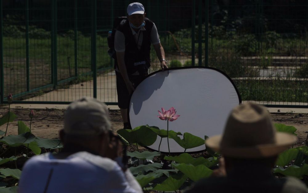 圆明园|圆明园沉睡百年古莲有了“莲二代”