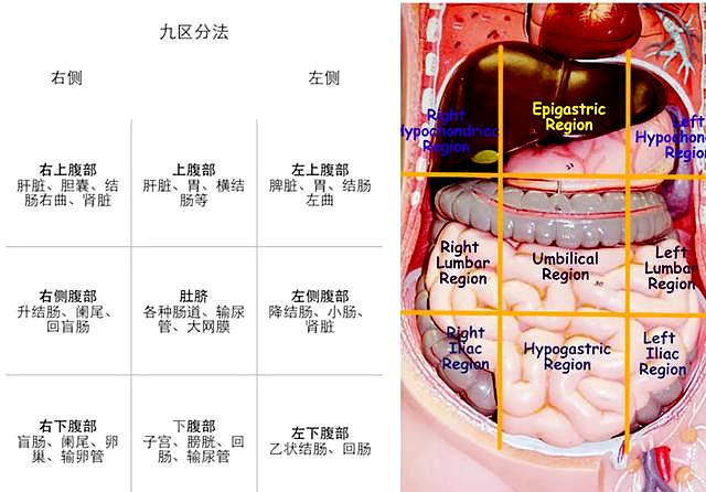 女性下腹图解图片