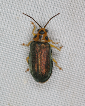 这种小飞虫叫榆绿毛萤叶甲,也叫榆蓝叶甲,俗称"金花虫",是专吃榆树的