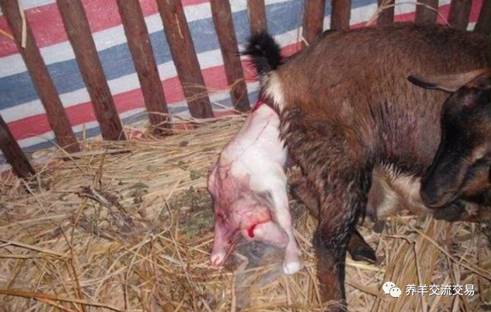 羊生过6小时后胎衣依旧不下来,怎么办?