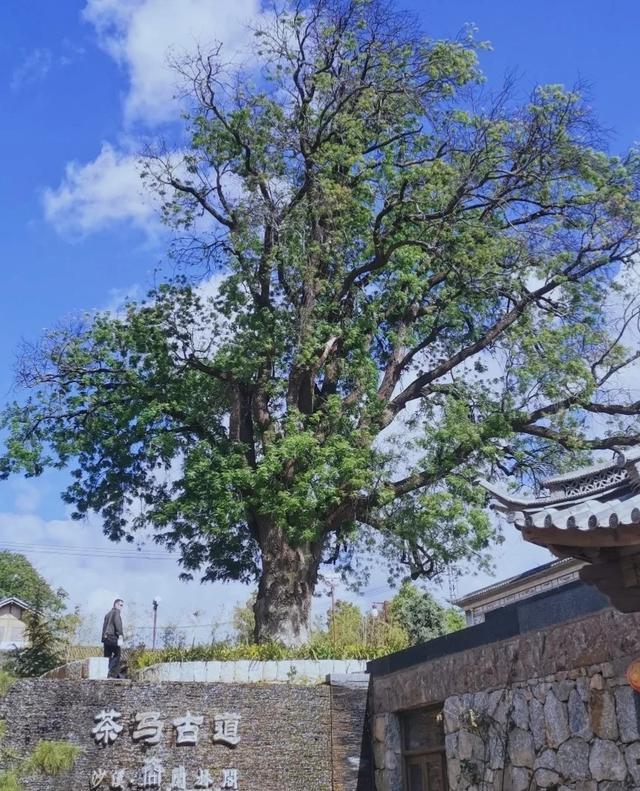 每一个来过云南的人肯定都听过茶马古道的名字，也可能有一些