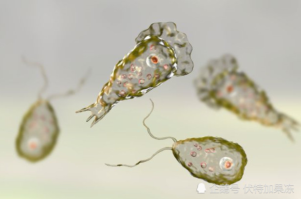 死亡率高达97%,恐怖食脑变形虫再现美国!