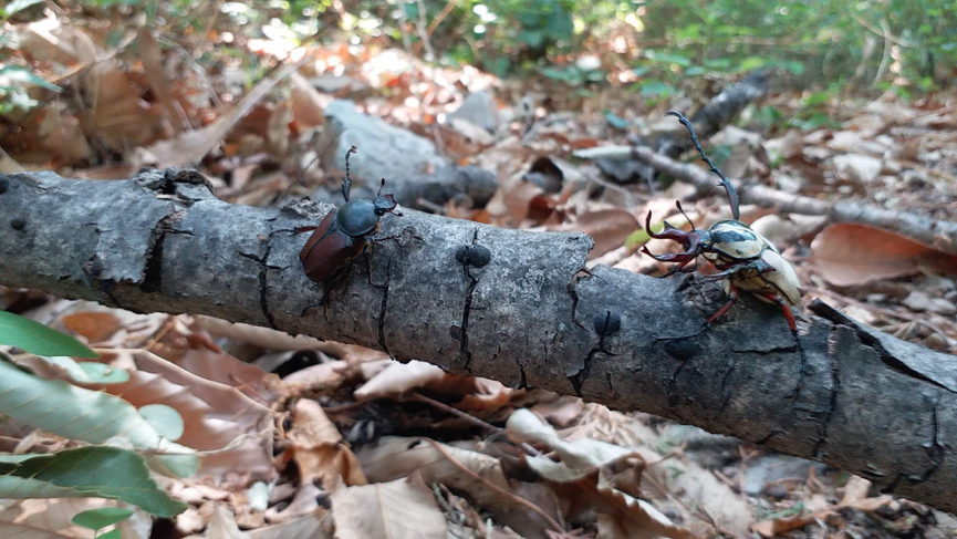 园林|北京园林中的耐阴地被植物