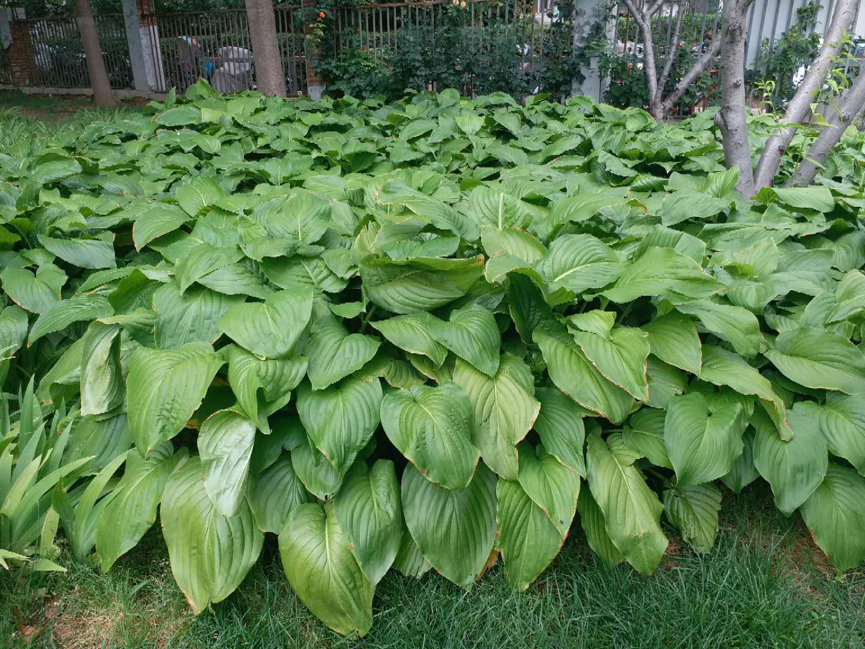 园林|北京园林中的耐阴地被植物