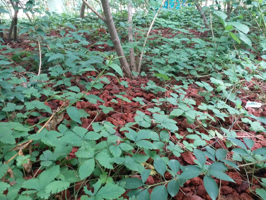 园林|北京园林中的耐阴地被植物