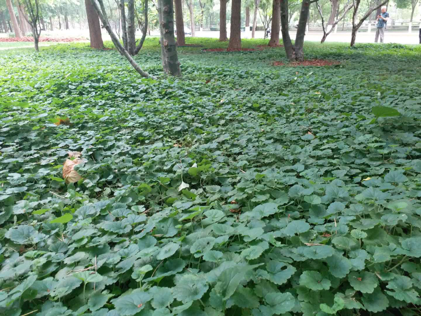 园林|北京园林中的耐阴地被植物