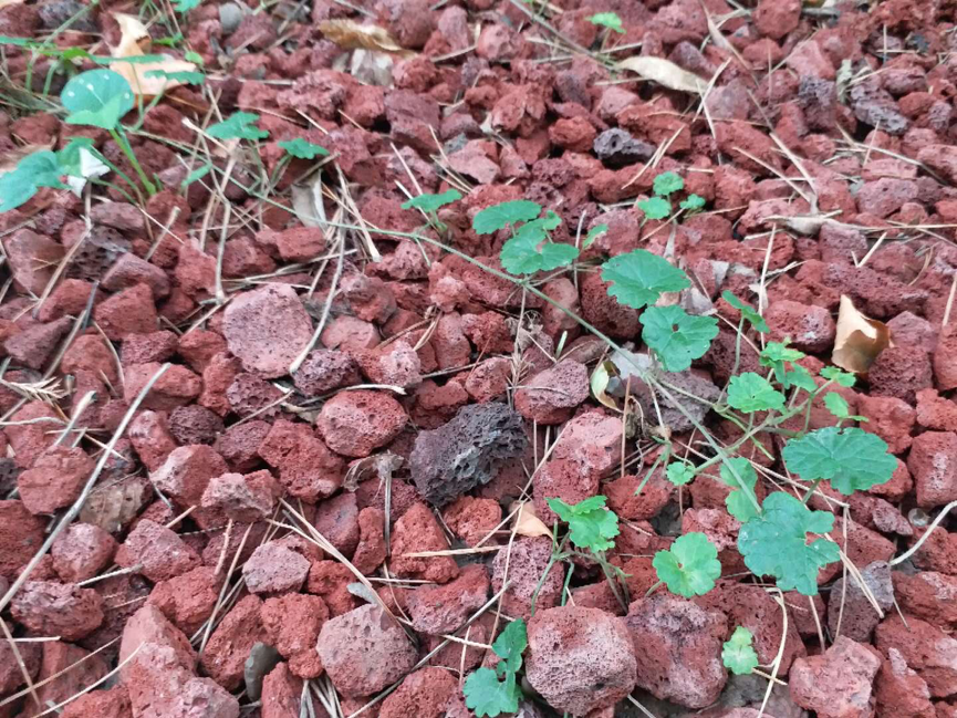 园林|北京园林中的耐阴地被植物