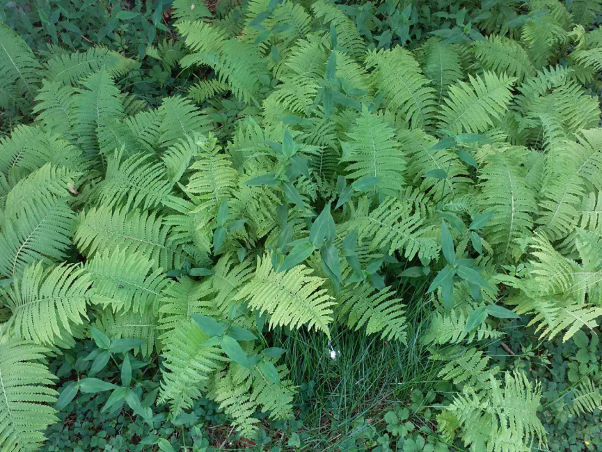 园林|北京园林中的耐阴地被植物