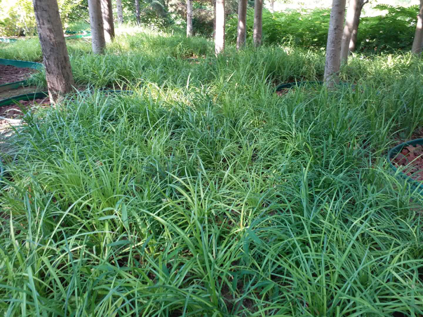 园林|北京园林中的耐阴地被植物