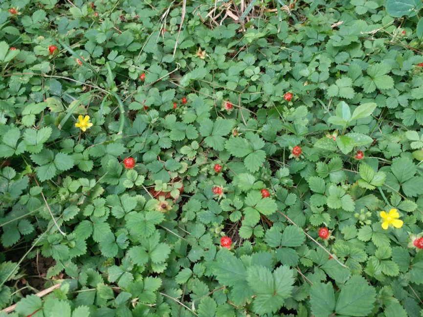 园林|北京园林中的耐阴地被植物