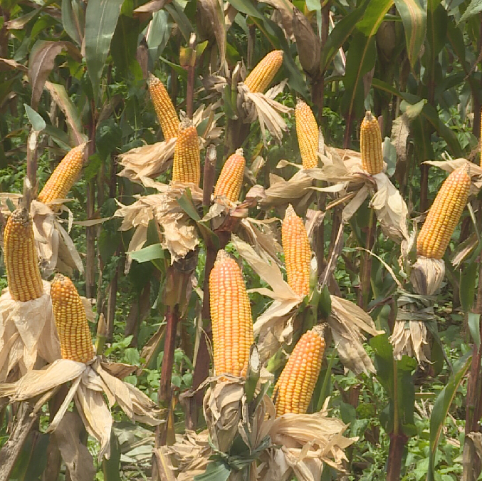 兆丰505玉米新品种在我县东部大面积试种成功