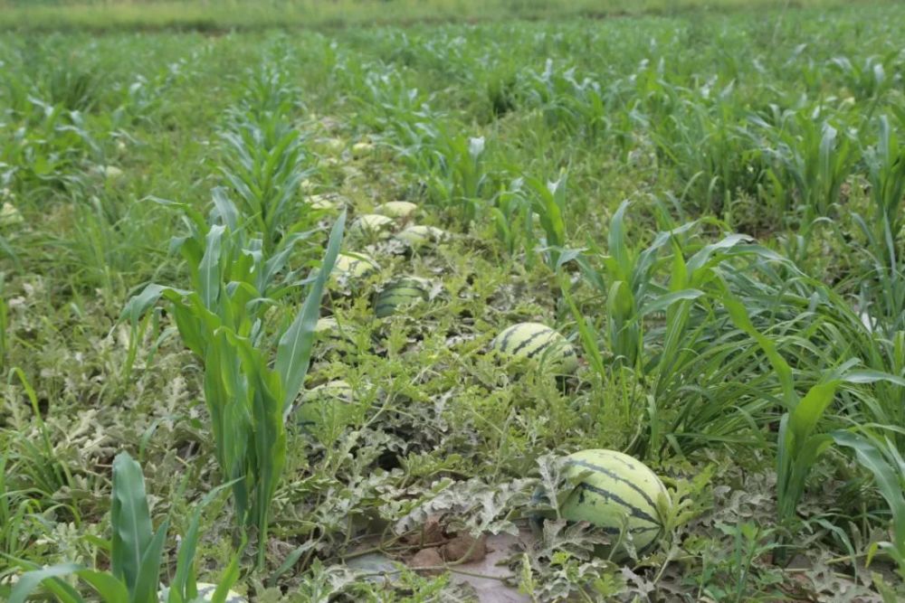 梧桐樹鄉大地西瓜喜獲豐收 最高畝產超1萬斤