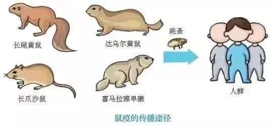 鼠疫|鼠疫病例反复出现，会成为大流行病吗？