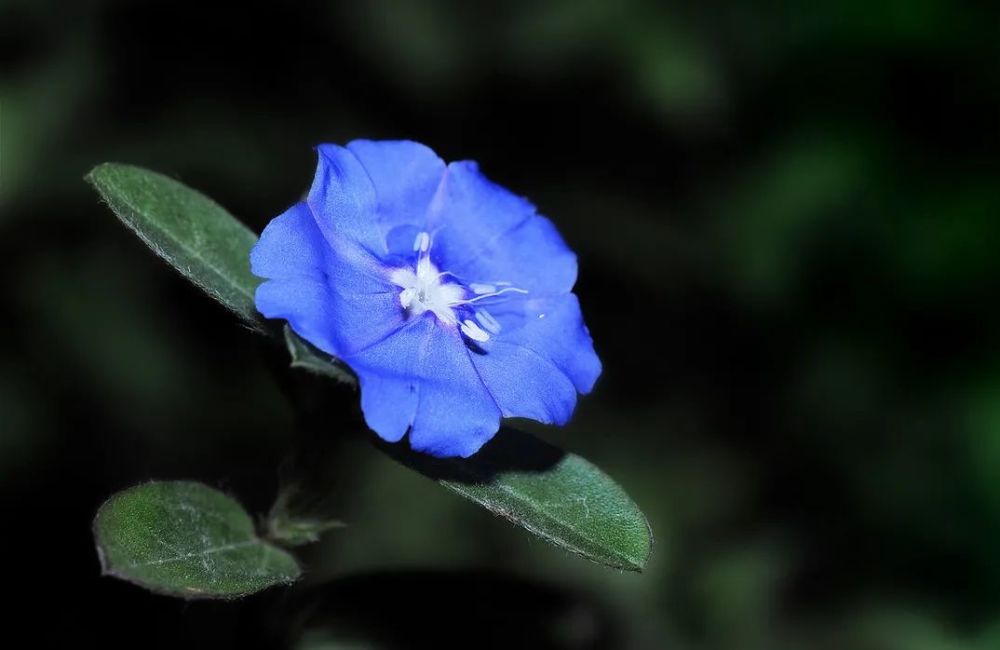 神奇的蓝星花花朵寿命只有一天 每日所见的花都不同于昨日 腾讯新闻