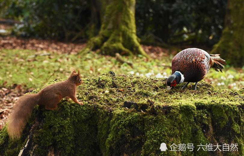 松鼠|苏一只松鼠偷袭一只雉鸡，为了领地，松鼠急了也主动攻击