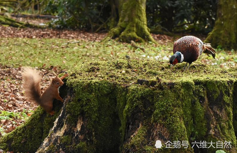松鼠|苏一只松鼠偷袭一只雉鸡，为了领地，松鼠急了也主动攻击