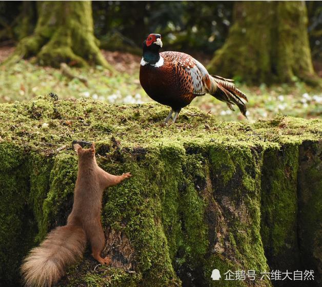 松鼠|苏一只松鼠偷袭一只雉鸡，为了领地，松鼠急了也主动攻击