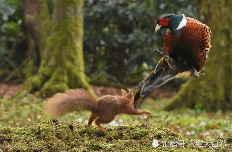 松鼠|苏一只松鼠偷袭一只雉鸡，为了领地，松鼠急了也主动攻击