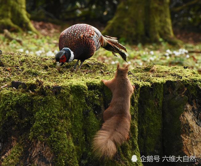 松鼠|苏一只松鼠偷袭一只雉鸡，为了领地，松鼠急了也主动攻击