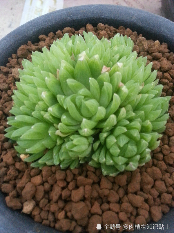 普货也美丽这些多肉品种都是永恒的经典