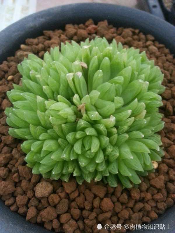 普货也美丽这些多肉品种都是永恒的经典